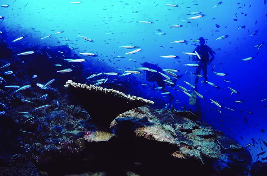 Diving in the North with Blue World Adventures - The instructors make the biggest difference