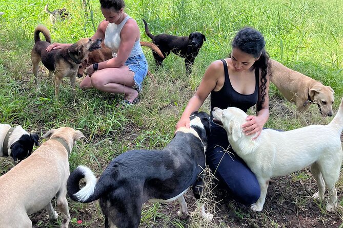 Dog Lover's guided tour of the Happy Tails Sanctuary - The Best Parts Of This Dog Sanctuary Visit