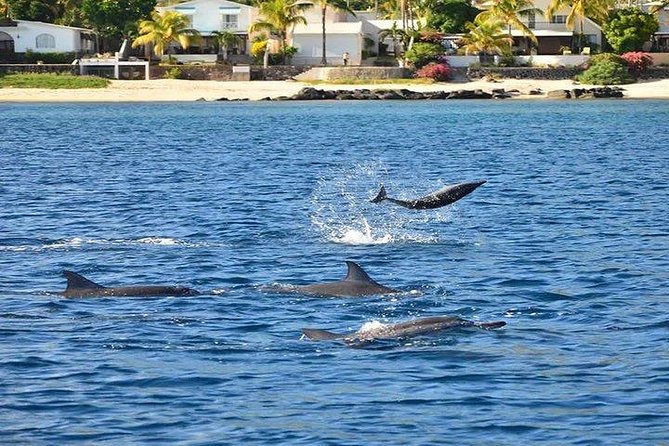 Dolphin Encounters, Ile aux Benitier & Crystal rock: Full-Day (Lunch & Transfer) - Lunch on Ile aux Benitiers