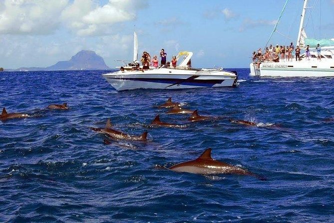 Dolphin Encounters, Ile aux Benitier & Crystal rock: Full-Day (Lunch & Transfer) - How much value do you get for $111.96?