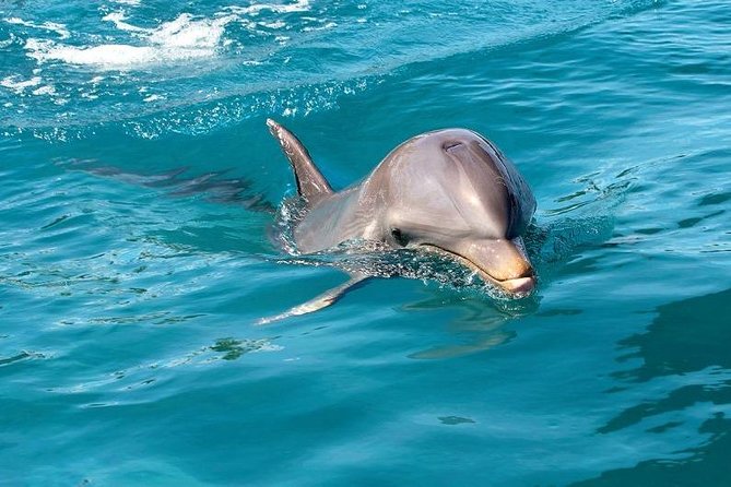 Dolphin Encounters, Ile aux Benitier & Crystal rock: Full-Day (Lunch & Transfer) - Who will enjoy this Mauritius boat trip?