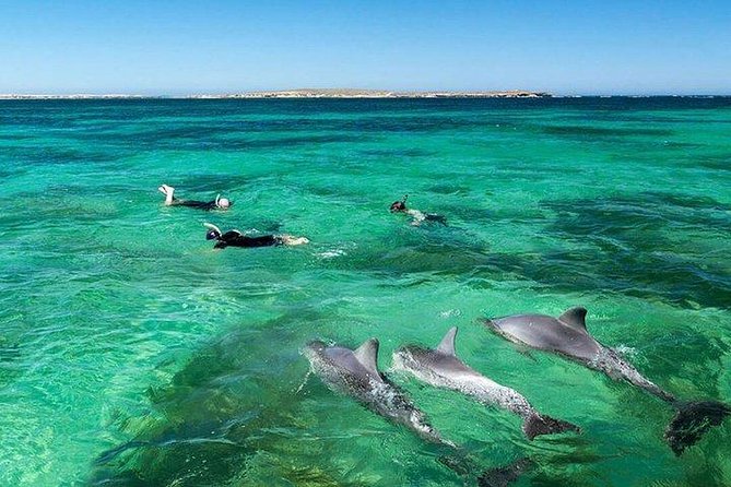 Dolphin Encounters, Ile aux Benitier & Crystal rock: Full-Day (Lunch & Transfer) - The open-sea dolphin encounter
