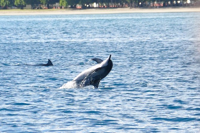 Dolphins Encounter and Whale Watching - At a glance: what makes this morning special