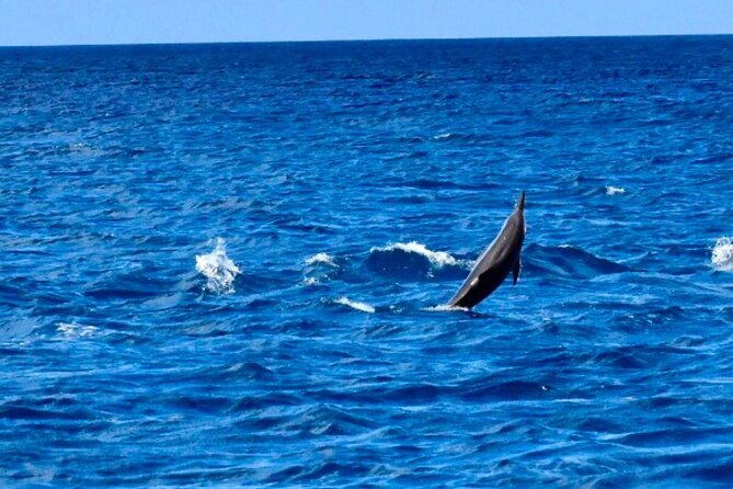 Dolphins Encounter and Whale Watching - Why Black River is the right starting point