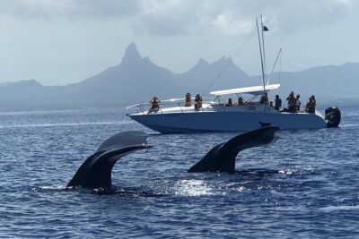Dolphins Encounter and Whale Watching