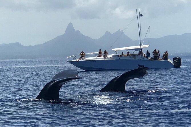 Dolphins Encounter and Whale Watching - The speedboat ride keeps the group personal