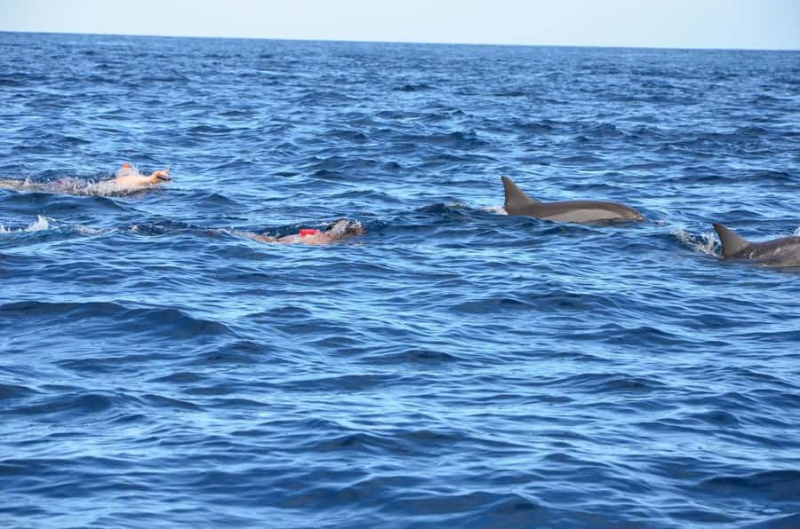 Dolphins: Private, Snorkel, CrystalRock, ileoBenitiers,lunch - Key details that shape the day