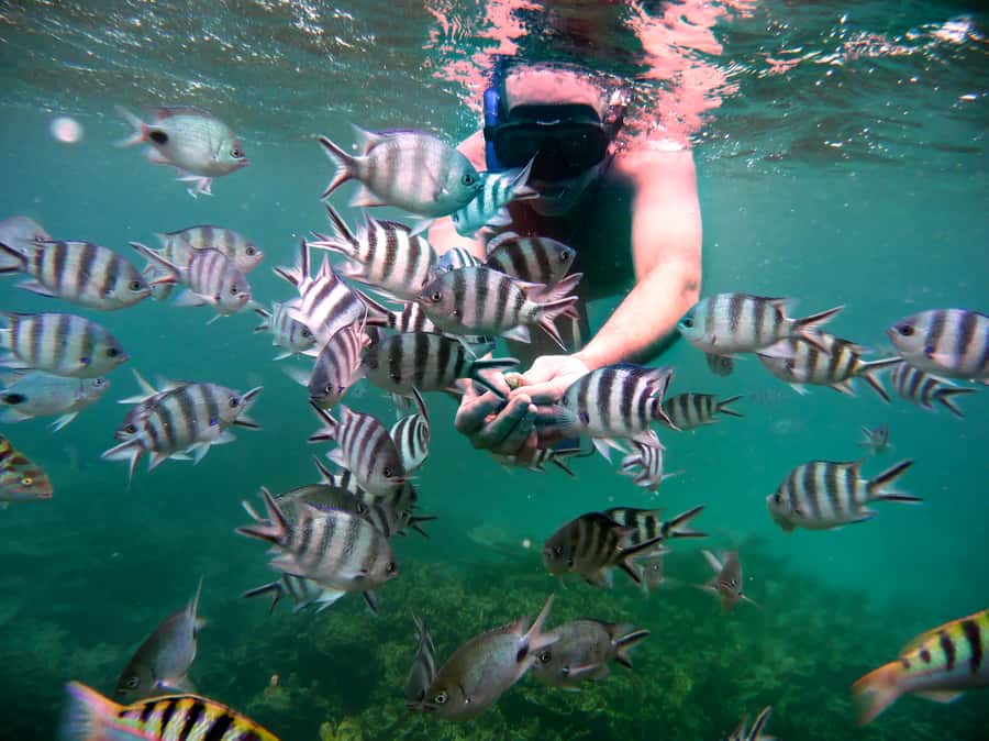 Dolphins: Private, Snorkel, CrystalRock, ileoBenitiers,lunch - Snorkeling at the natural aquarium