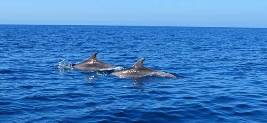 Dolphins: Private, Snorkel, CrystalRock, ileoBenitiers,lunch - The crew and the feel of a private trip