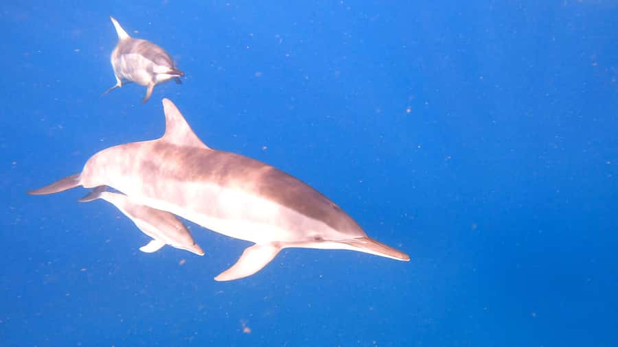 Dolphins & whale watching - Key points at a glance