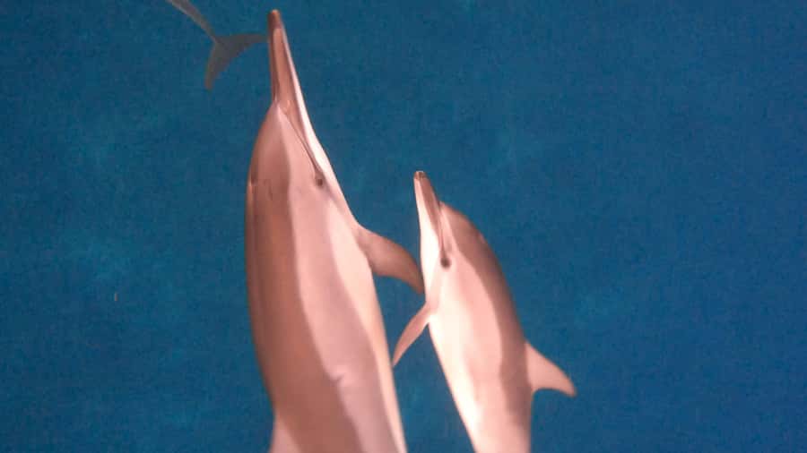 Dolphins & whale watching - Swimming with dolphins in open water