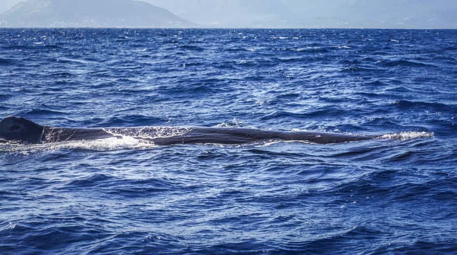 Dolphins & whale watching - The boat ride and the first marine sightings