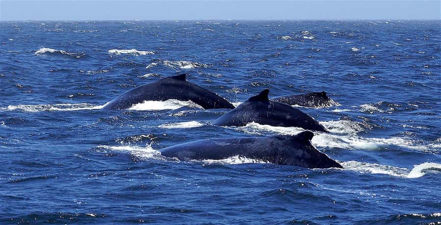 Dolphins & Whales, Private Tour Snorkeling - Key Points to Know Before You Book
