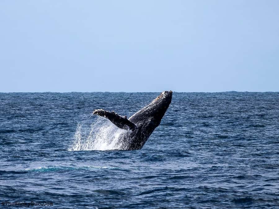 Dolphins & Whales, Private Tour Snorkeling - Why This Mauritius Boat Trip Appeals to Me