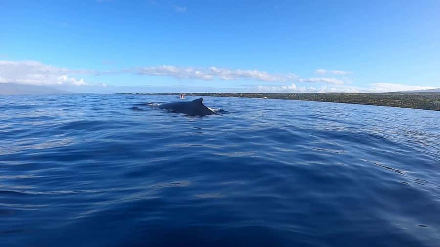 Dolphins & Whales, Private Tour Snorkeling - Looking for Dolphins in Their Natural Home