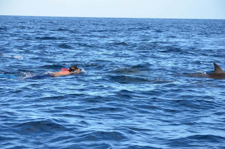 Dolphins & Whales, Private Tour Snorkeling - Whale Watching With Realistic Expectations