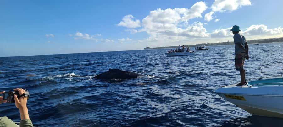 Dolphins & Whales, Private Tour Snorkeling - Who Will Enjoy This Most