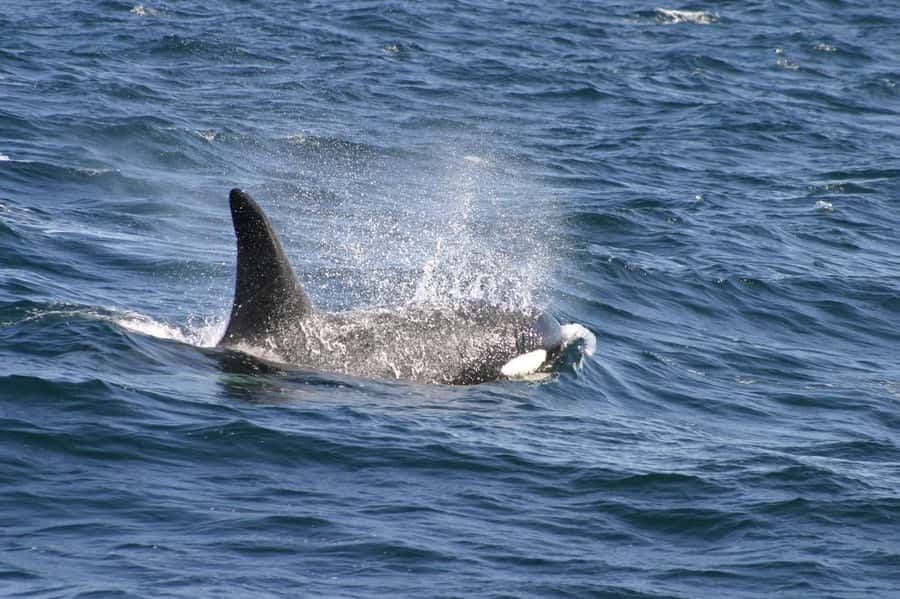 Dolphins & Whales, Private Tour Snorkeling - Setting Out on a Four-Hour Private Speedboat