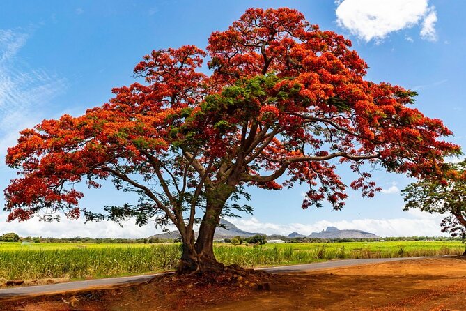 East of Mauritius: Full Day Scenic Tour with Lunch & Glass Bottom - Blue Bay brings you onto the lagoon