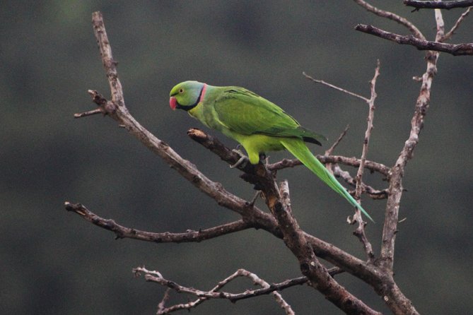 Ebony Forest Reserve Chamarel: Endemic Birdwatching Guided Tour - Why Ebony Forest is special for birdwatching
