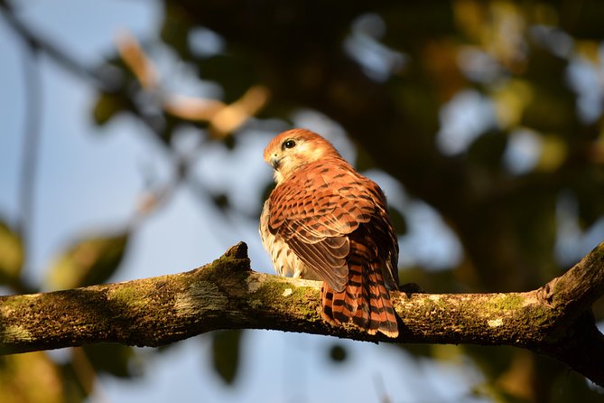 Ebony Forest Reserve Chamarel: Endemic Birdwatching Guided Tour - Starting with the museum and release aviaries