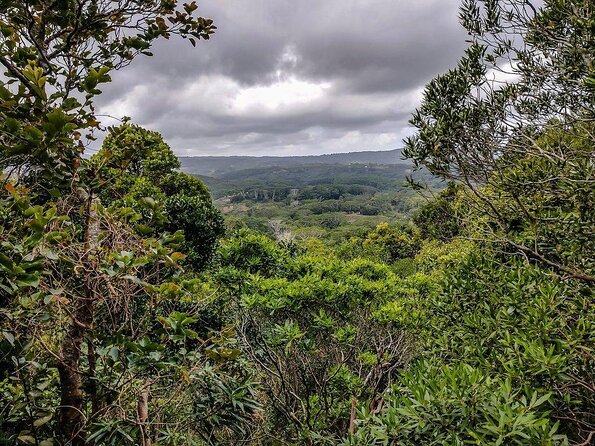 Ebony Forest Reserve Chamarel - Take a Hike Tour - Key points at a glance