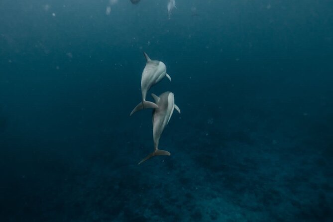 Eco-friendly Dolphin Watching Tour in Mauritius - Key points at a glance