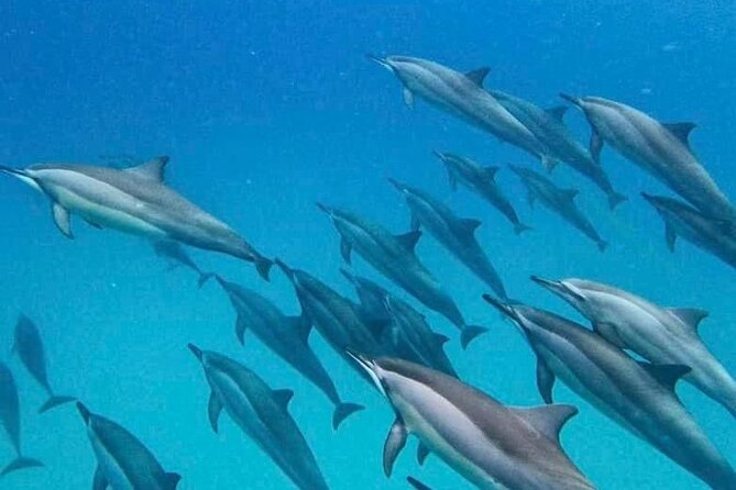 Eco-friendly Dolphin Watching Tour in Mauritius - A useful dolphin briefing before the search begins