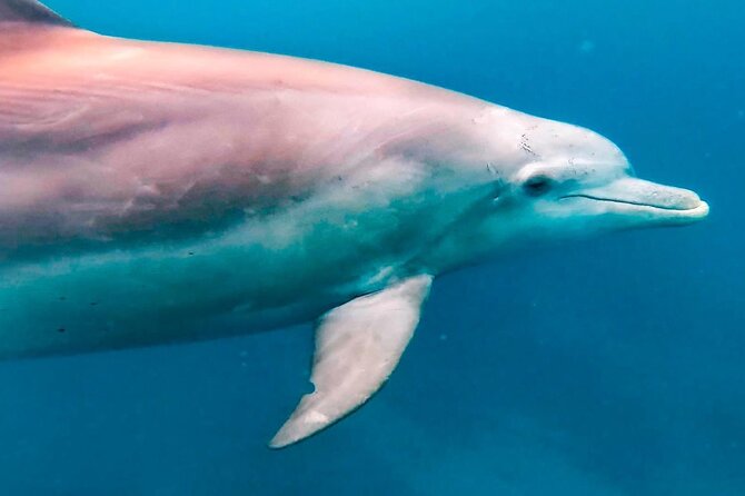 Eco-friendly Dolphin Watching Tour in Mauritius - Crystal Rock and the view from the water