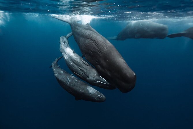 Eco-friendly Dolphin Watching Tour in Mauritius - Breakfast with coffee, croissants, and open-water views