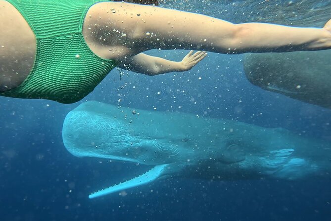 Eco-friendly Dolphin Watching Tour in Mauritius - Looking for dolphins in the open sea