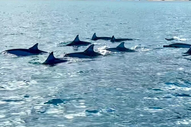 Exciting Dolphin encounters in the Maurtius's lagoon - A reef stop after the dolphin encounter