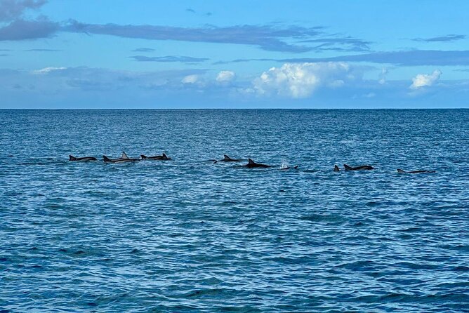Exciting Dolphin encounters in the Maurtius's lagoon - Who will enjoy this Mauritius boat trip?