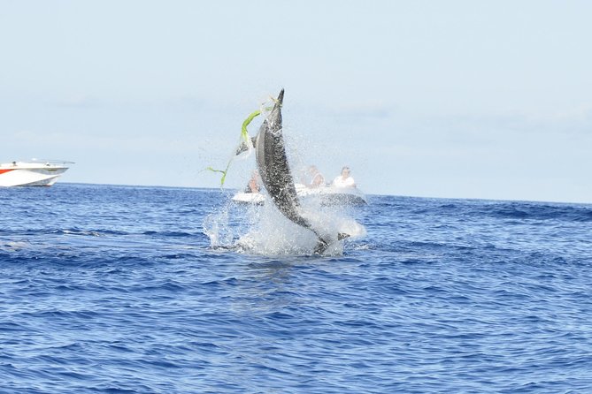 Exclusive Dolphins Encounter - Meeting wild dolphins without treating them like a show