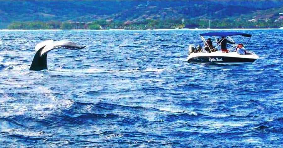 Exclusive:full-day/Dolphins watch& swimming Crystal Rock+Bbq - What to pack for a smoother day