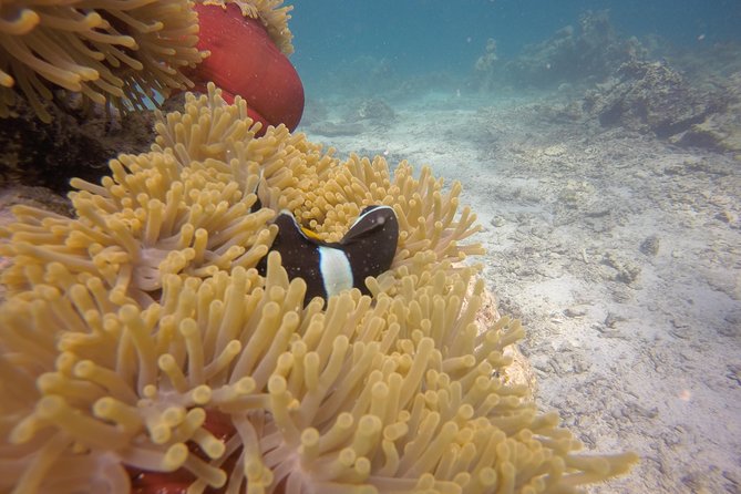 Exploration dives - Safety, comfort, and the role of the instructors