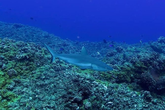 Exploration dives - Equipment and what happens after the session