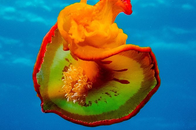 Exploration dives for experienced divers - Starting at 8 a.m. in Tamarin Bay