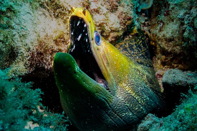 Exploration dives for experienced divers - Thirty to forty minutes beneath the surface