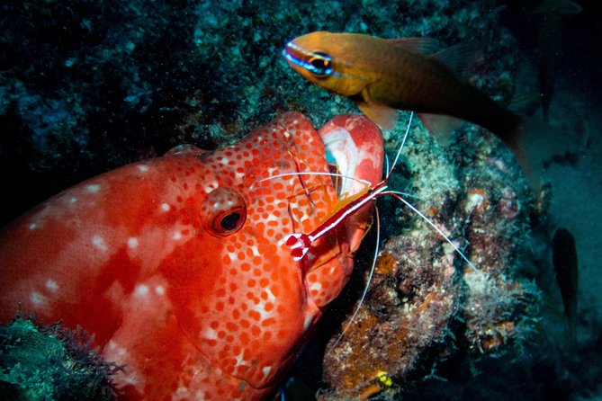 Exploration dives for experienced divers - Is $63.97 good value?