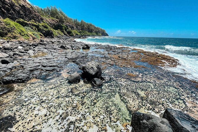 Explore The Wild South - Is $59 good value for three hours?