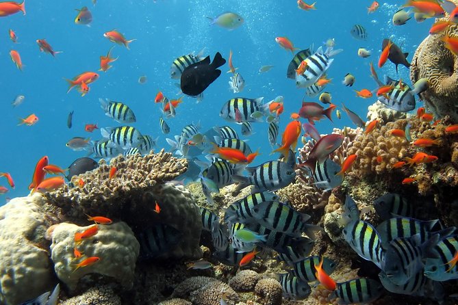 Exploring the Magnificent East of Mauritius: Full-day incl Blue Bay Marine Park - Vieux Grand Port and the Frederik Hendrik Museum
