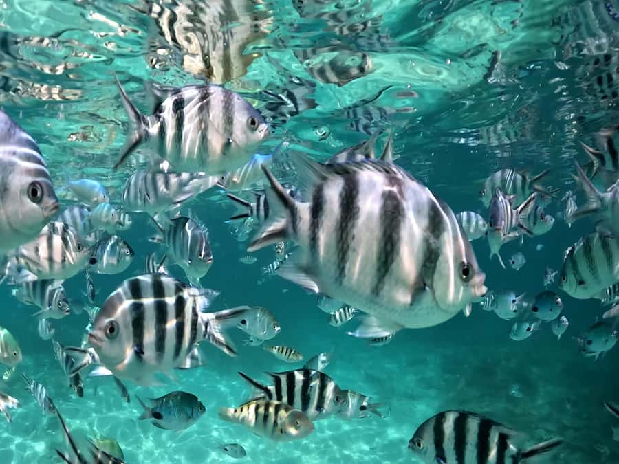 From Blue Bay: Ile aux Cerfs Speedboat Excursion with BBQ - Ile aux Cerfs, BBQ, and about 100 minutes on the beach