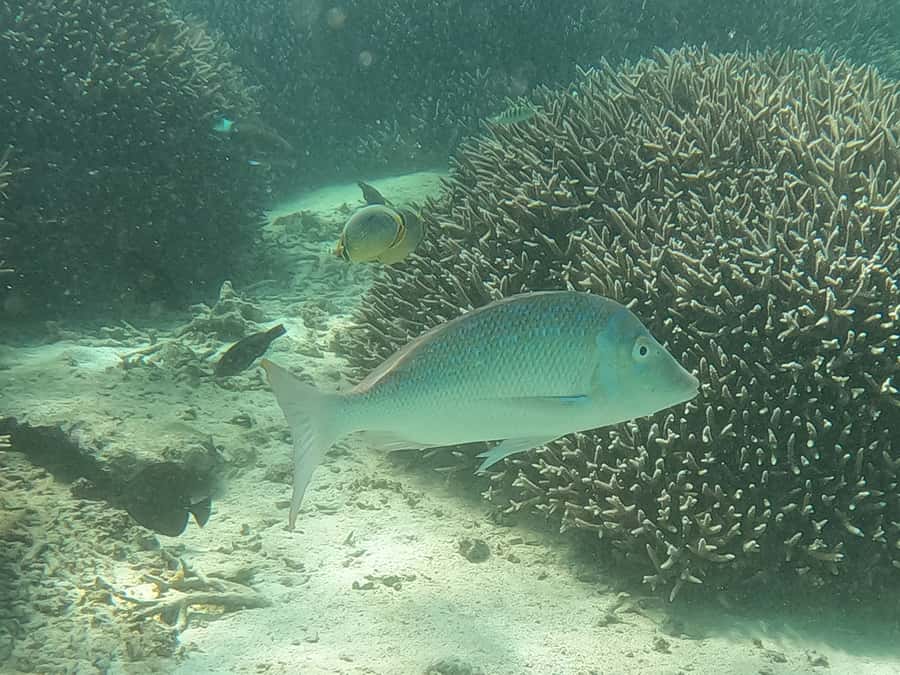 From Blue Bay: Ile aux Cerfs Speedboat Excursion with BBQ - Guides, boat comfort, and the mood on board