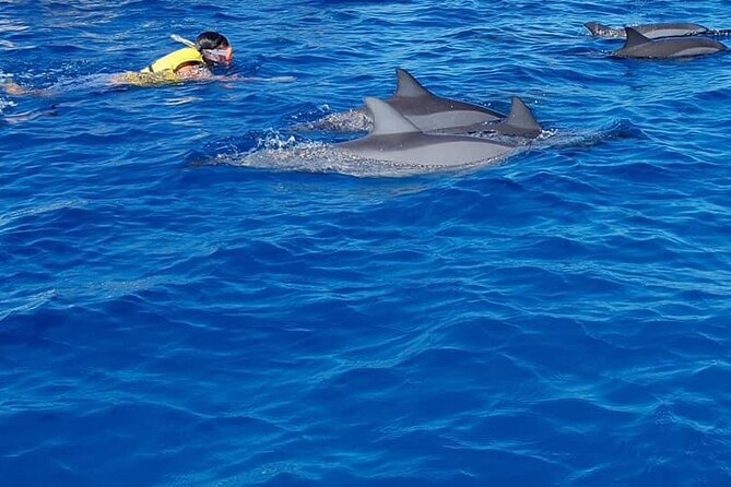 Full-Day Dolphin Watching Cruise in Mauritius - Leaving your hotel before 8:00 am