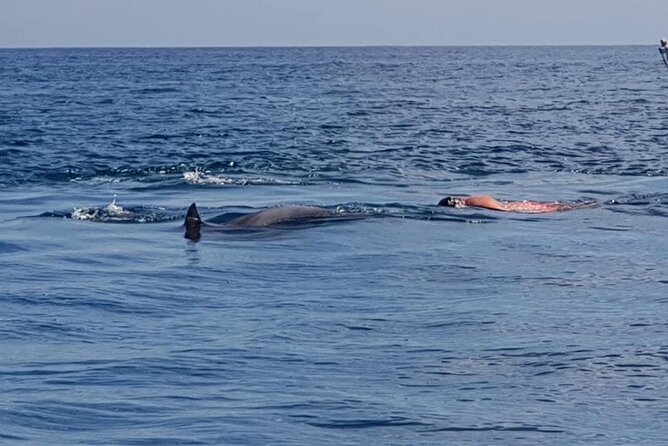 Full-Day Dolphin Watching Cruise in Mauritius - Returning to Mauritius and hotel drop-off