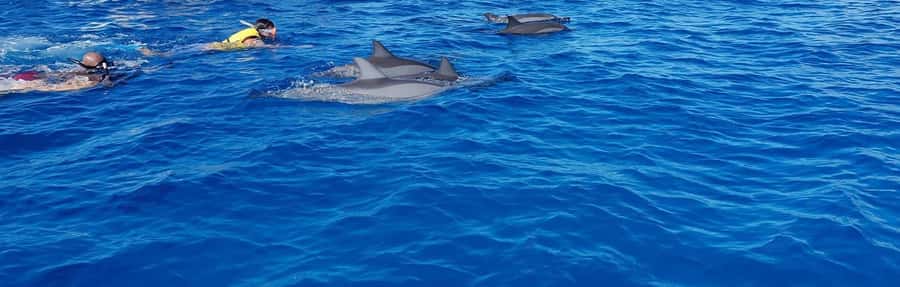 Full Day Dolphins Watching Ile aux Benitiers & Crystal Rock - Key points at a glance