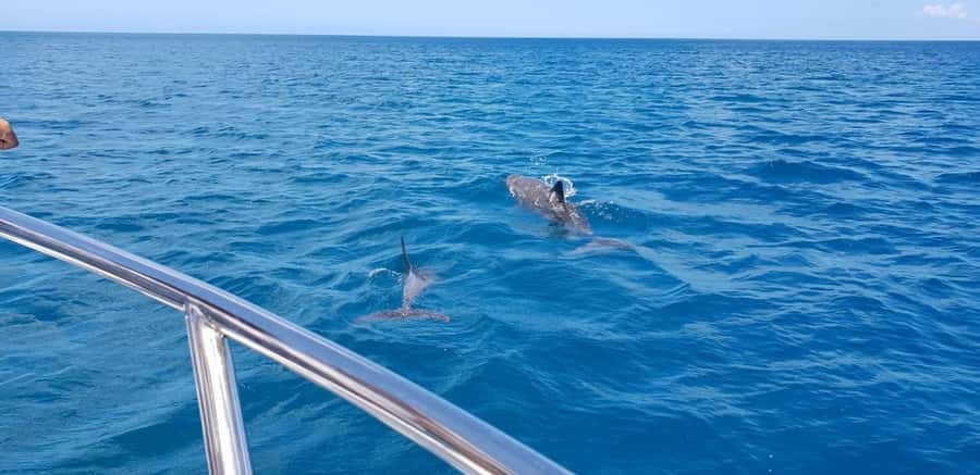 Full Day Dolphins Watching Ile aux Benitiers & Crystal Rock - What this Mauritius boat trip actually includes