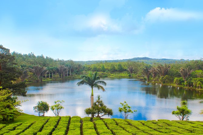Full Day Guided Tea Route Mauritius: Including Lunch - Seeing tea production at Bois Cheri