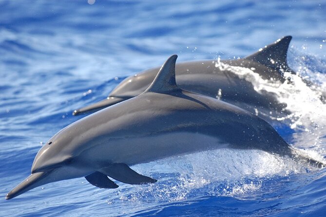 Full day Shared Speedboat Tour - South West Lagoon Dolphin Swim - An early start from Port Louis to Flic en Flac